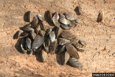 Zebra mussels